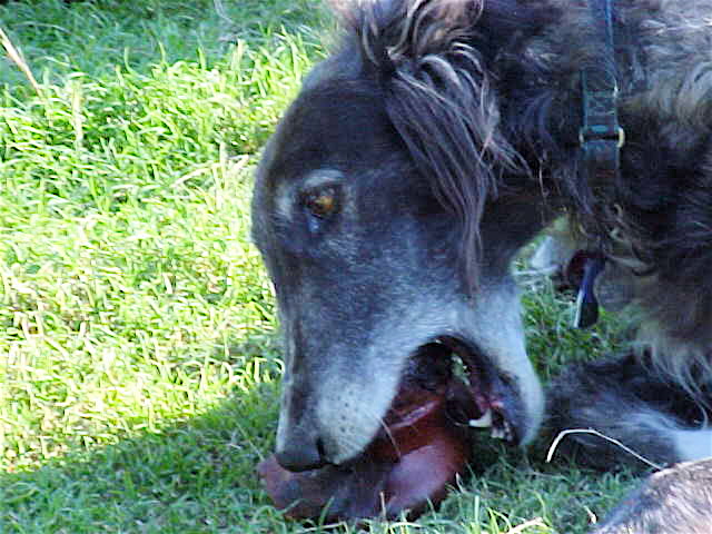 Flyte chewing a bone