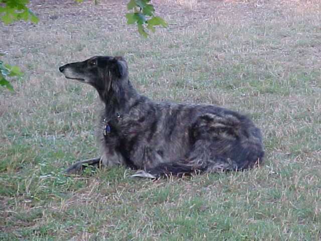 Flyte watching squirrels