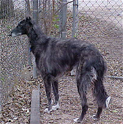 Flyte standing at fence