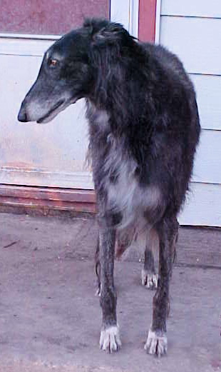 Flyte on the porch